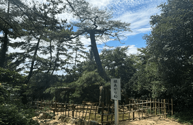 根上がり松