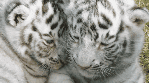しろとり動物園