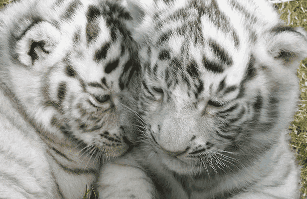 しろとり動物園